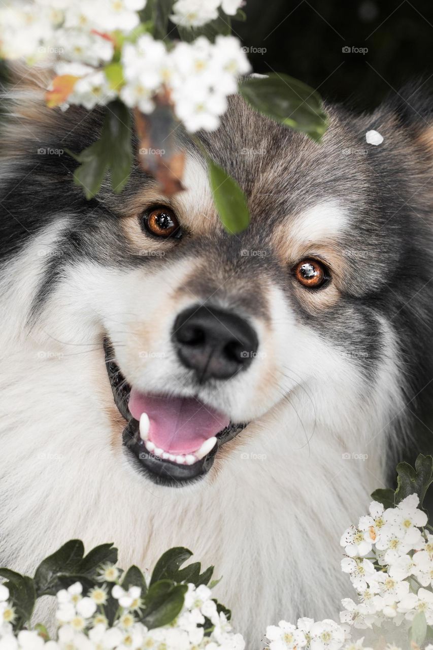 Portrait of a young Finnish Lapphund dog among white flowers 