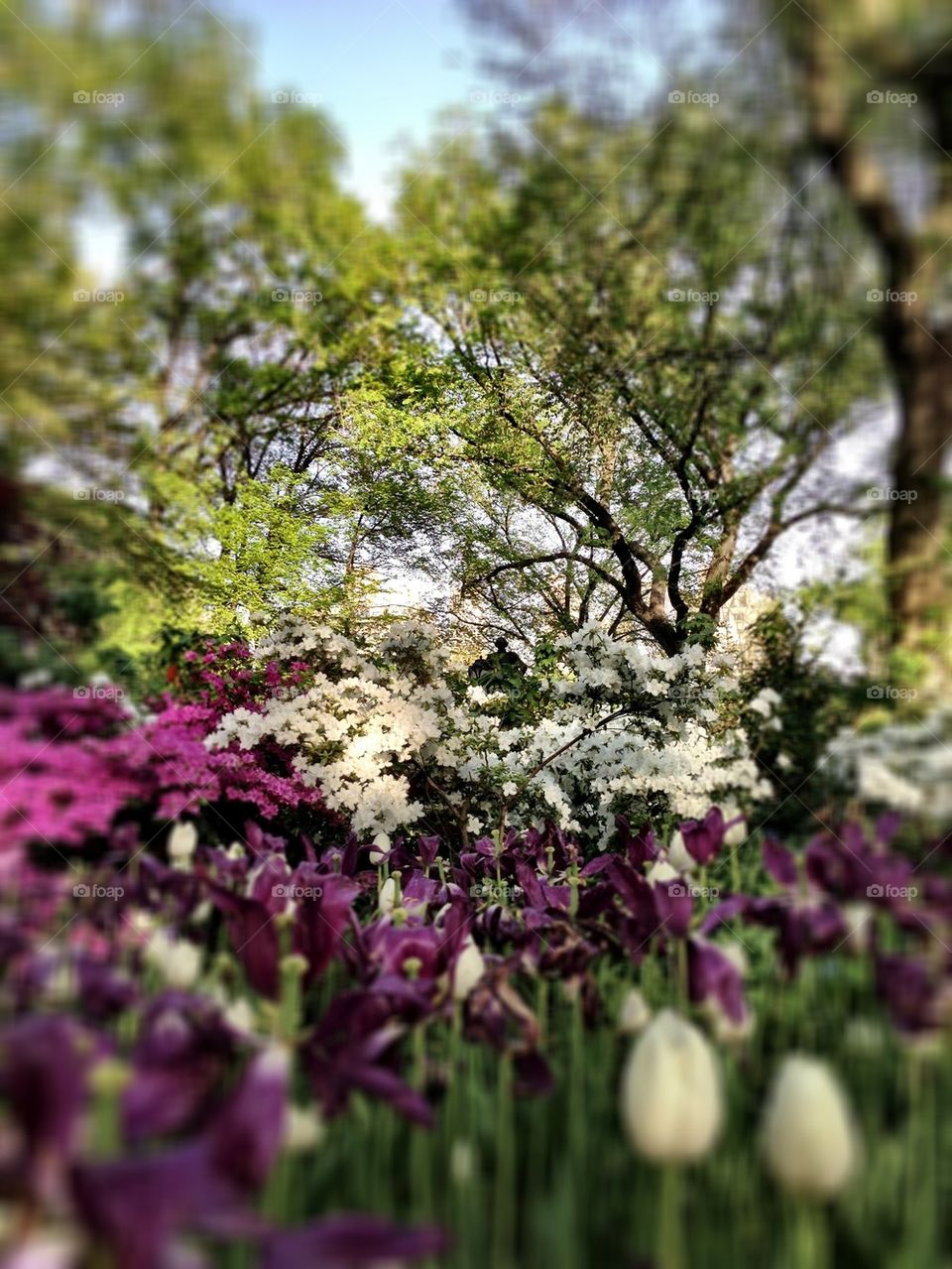 Springtime in Central Park