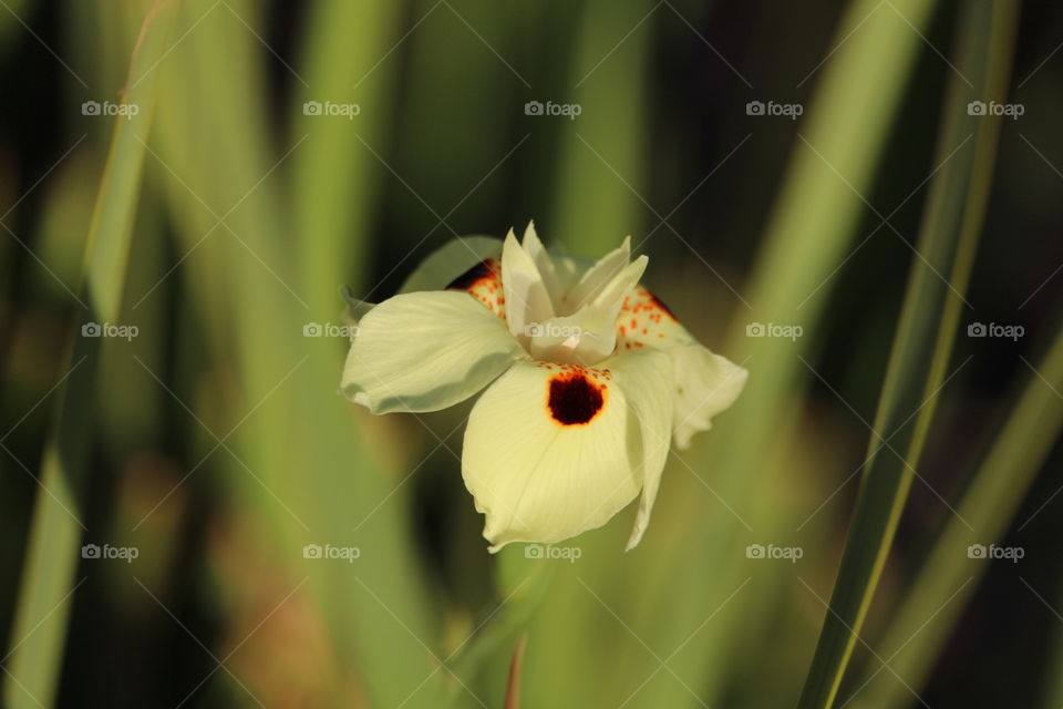 close up on flower