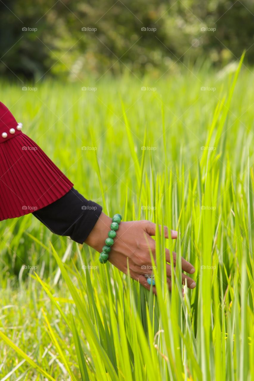 rice paddy