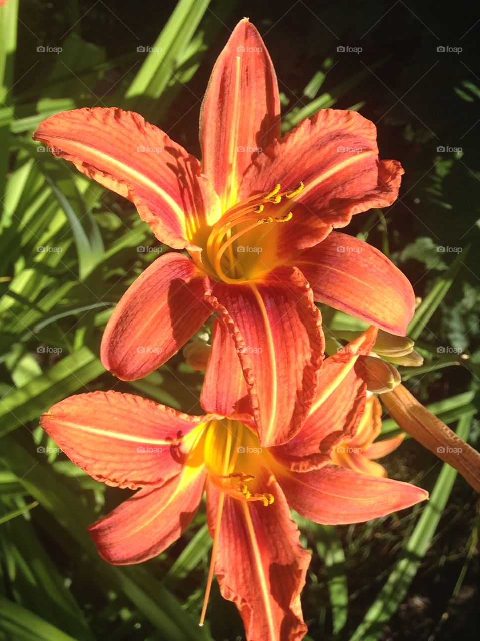 Orange Lilies