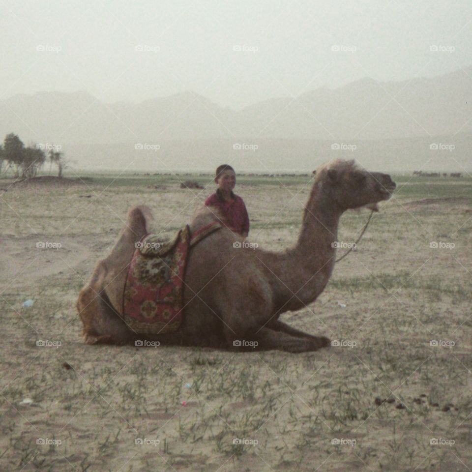 camel and boy in Mongolia