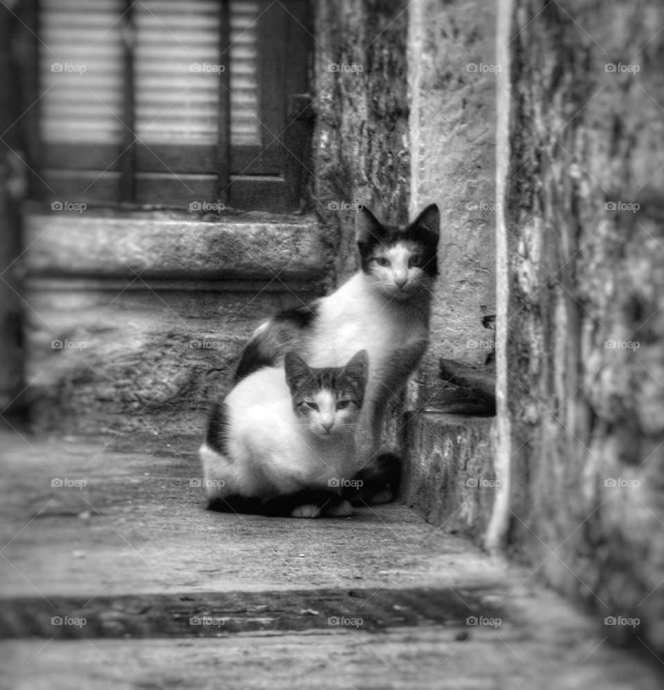 Croatian Cats