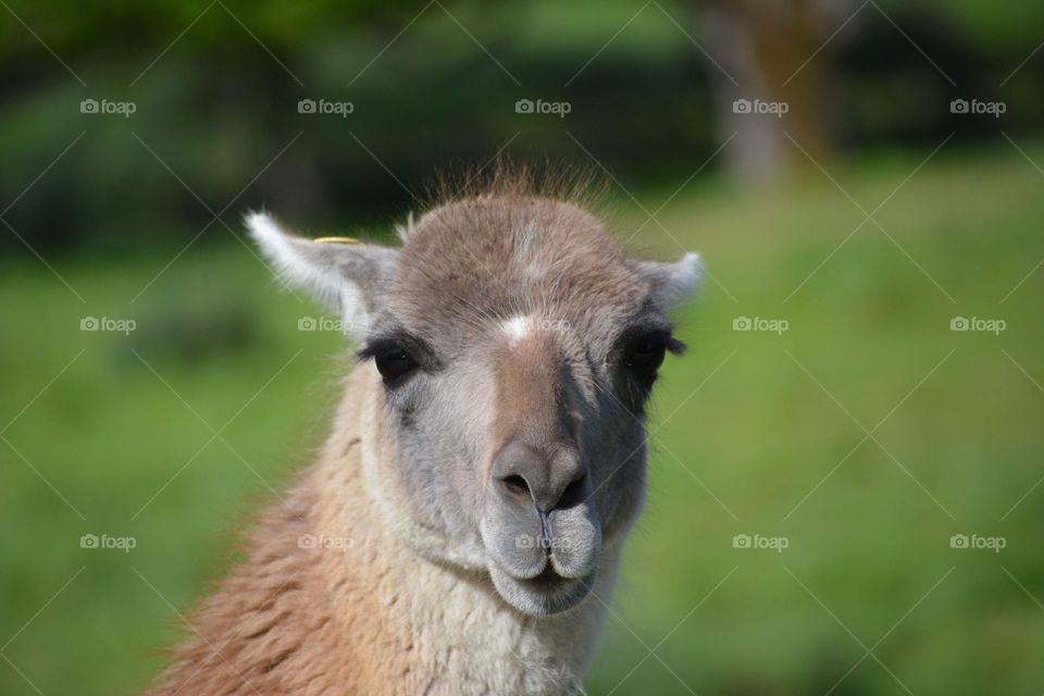 Camel face close up