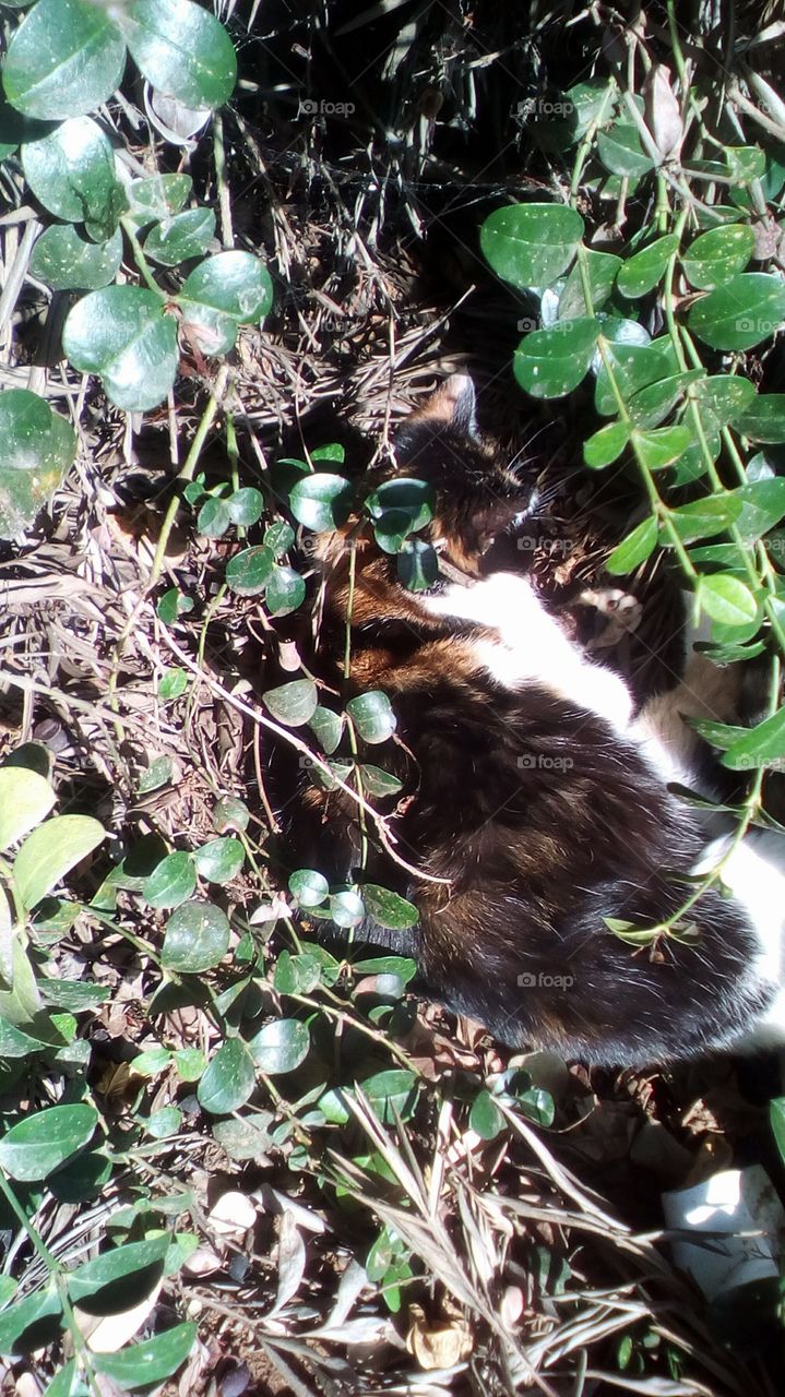 cat sleeping in nature