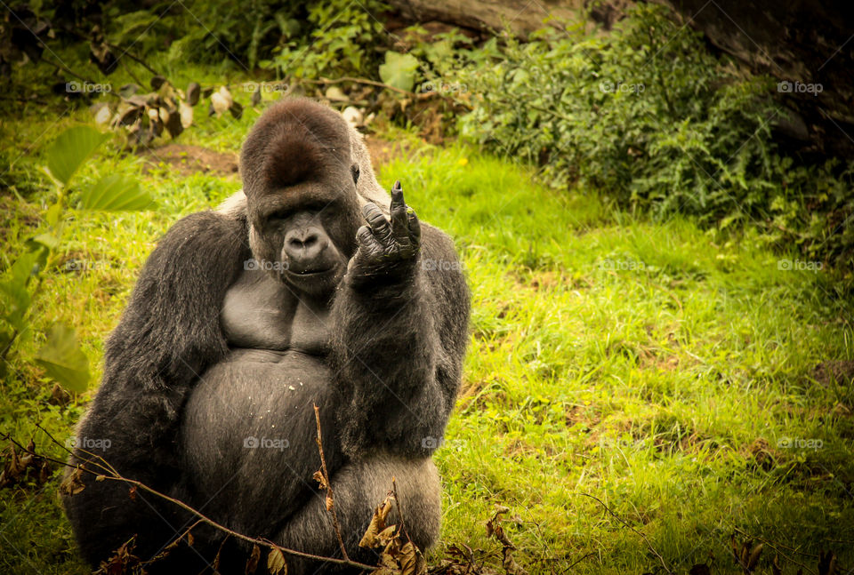 Portrait of a gorilla