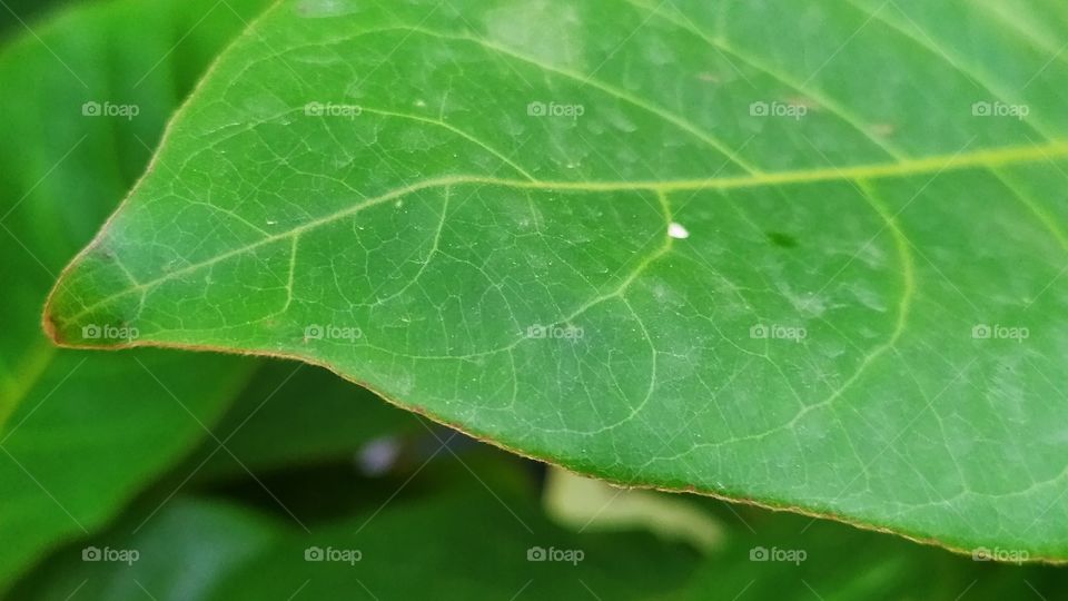 green leaf 🌿🌿 closeup with vignette beautifull looks best for tree 🌲🌲 or nature related process