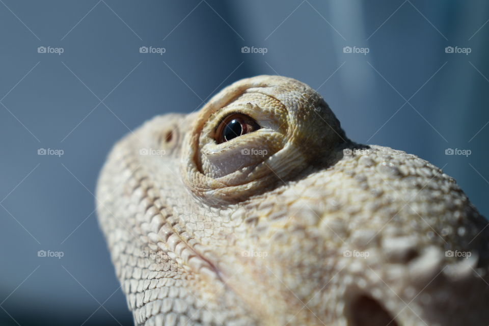 Lizard eye 