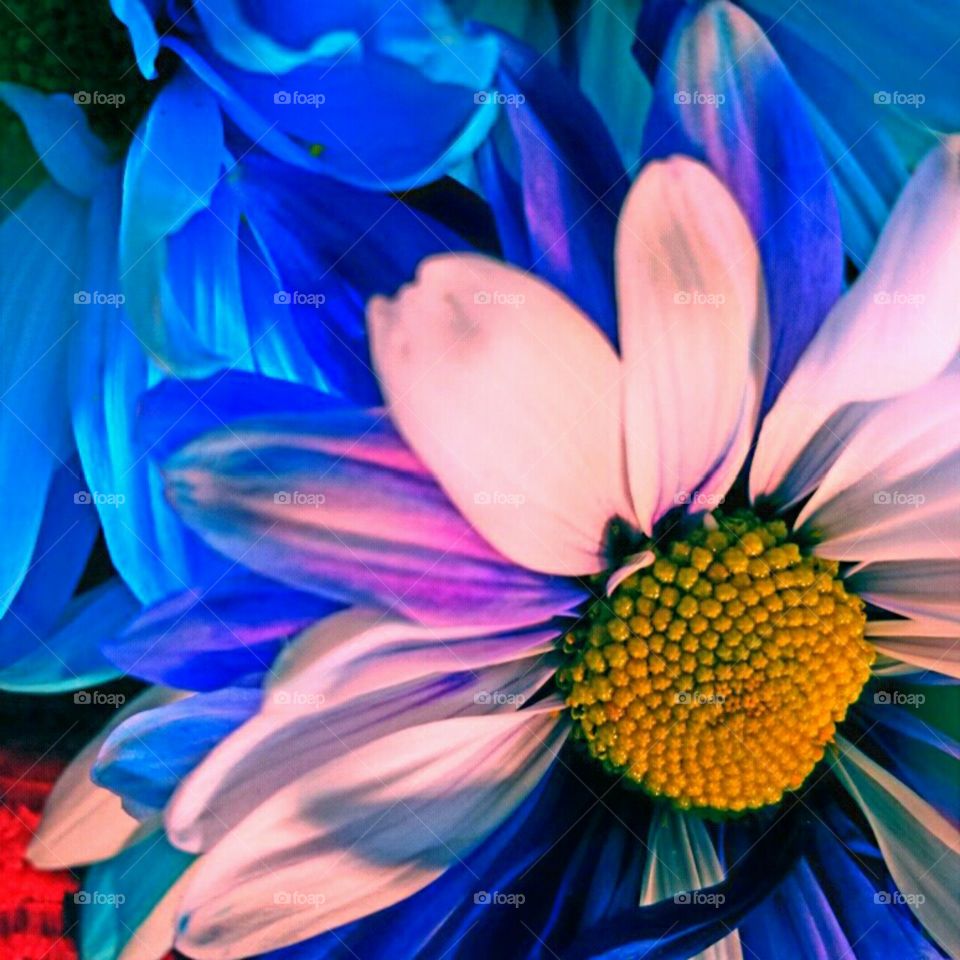 Flower, Nature, Flora, Color, Summer