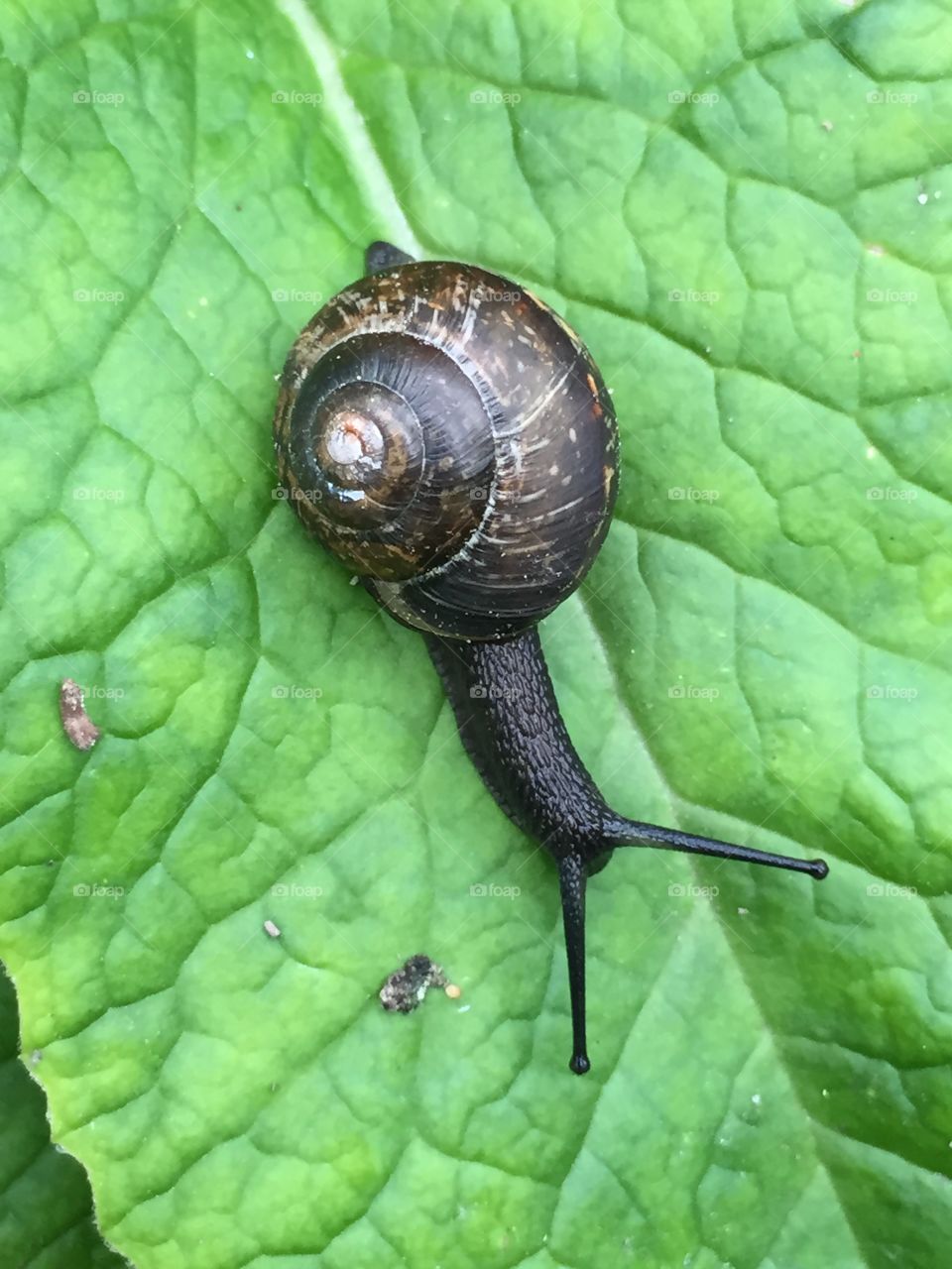 Snail. Small snail in my garden