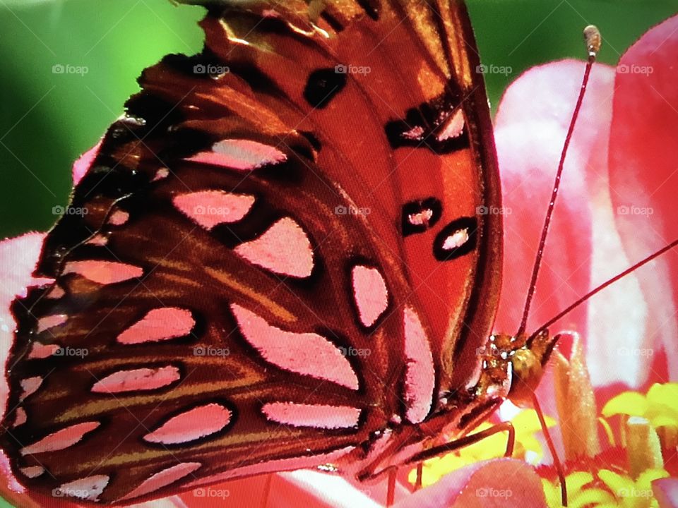 Sun going through transparent butterfly wings