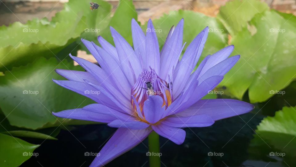 Woke up this morning and saw this beautiful purple lily with a few bees hovering around it.