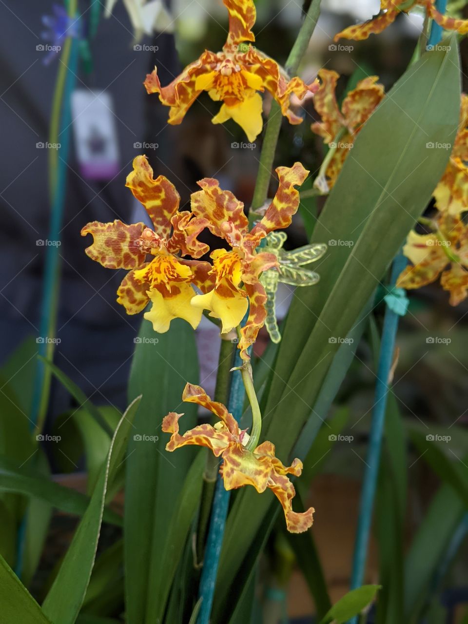 Yellow orchid