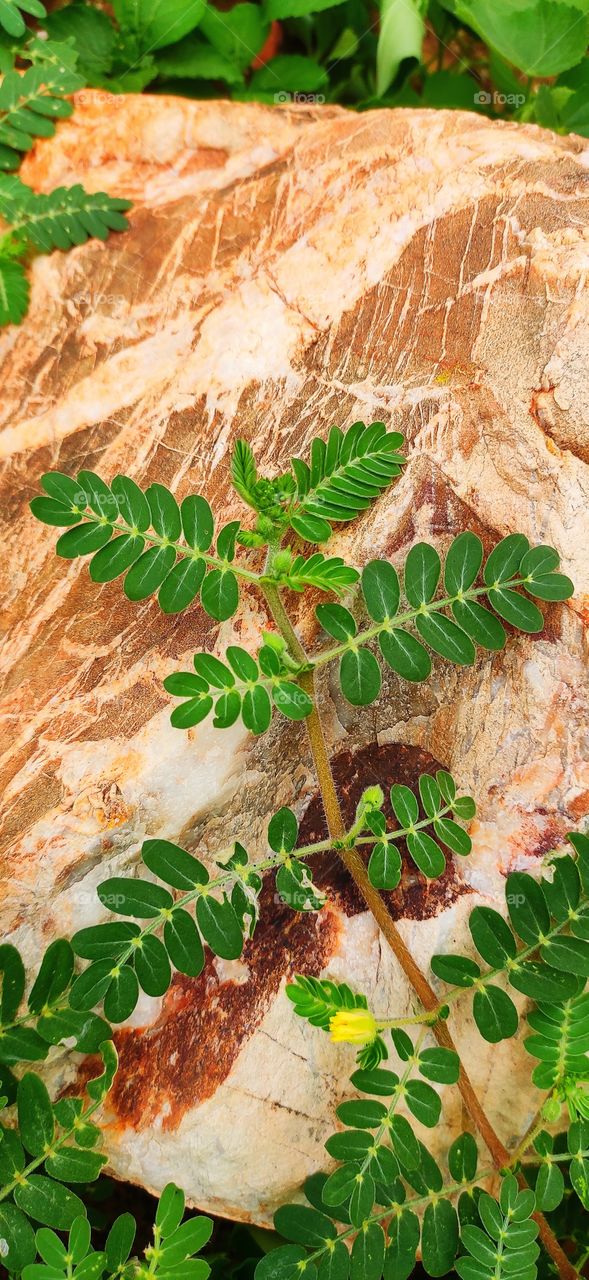 stone and leafs