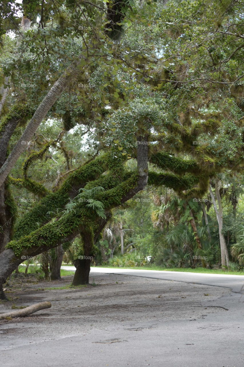 Myakka River State Park