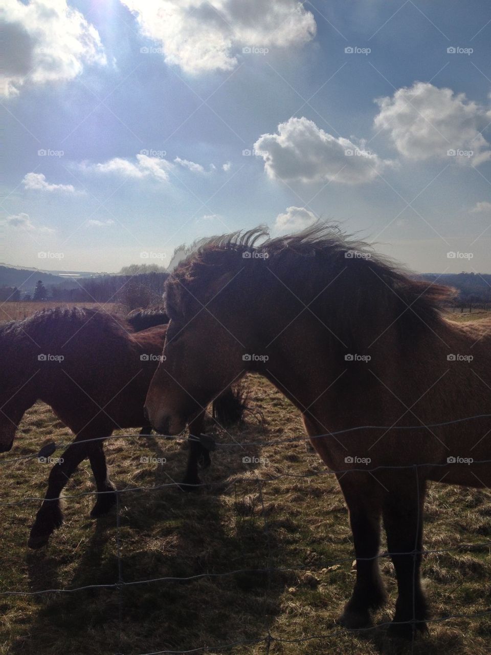 Islandic horses