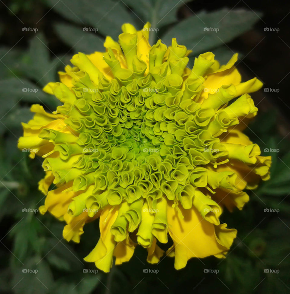 A beautiful Marigold Flower