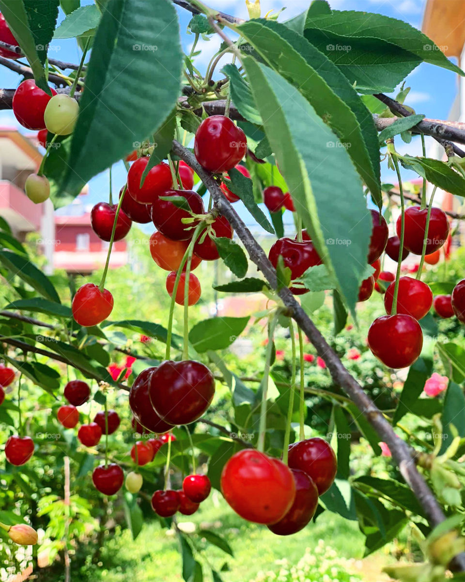 Cherries