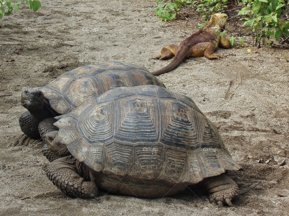 Tortoise talking