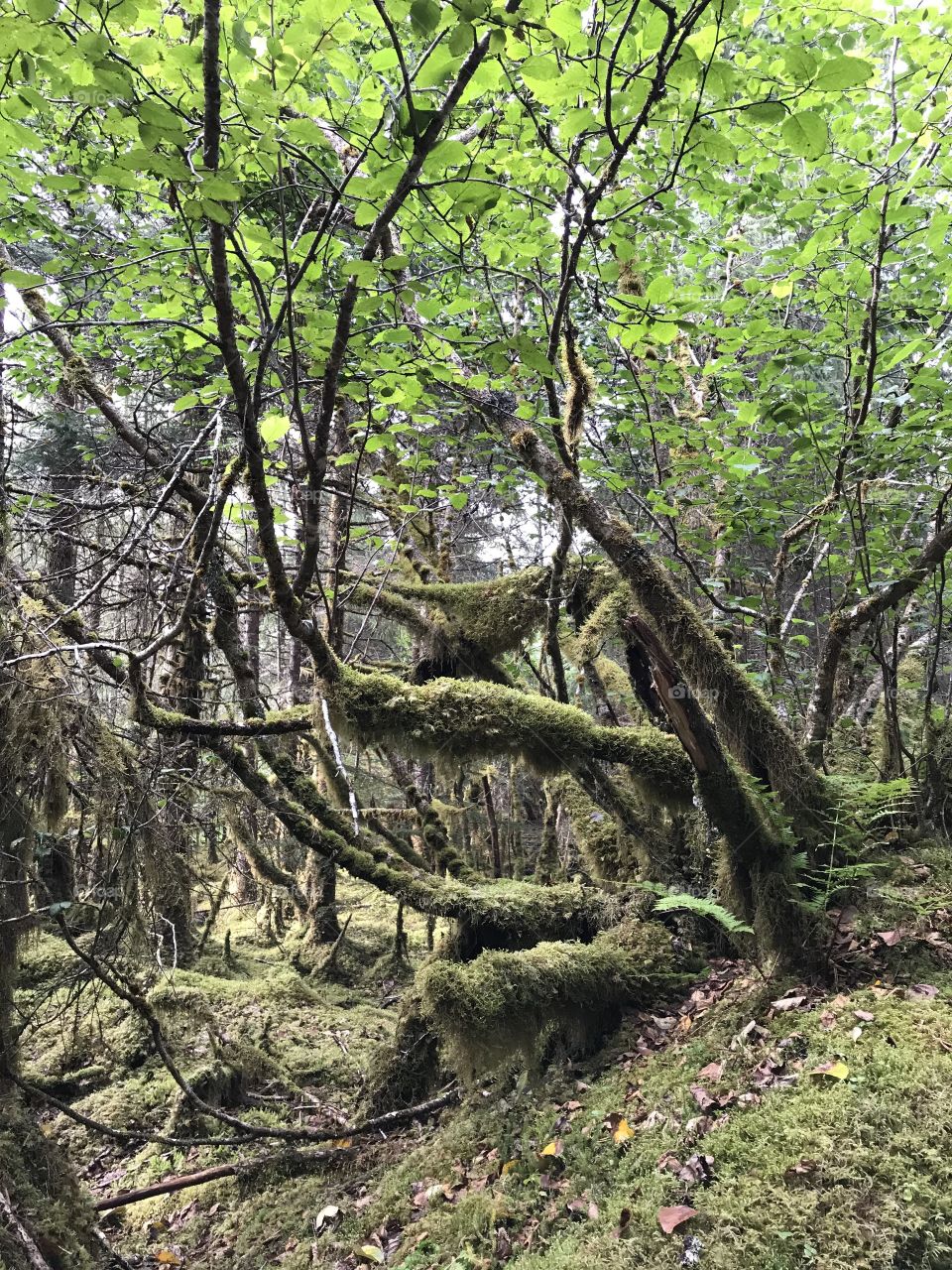 Moss covered trees