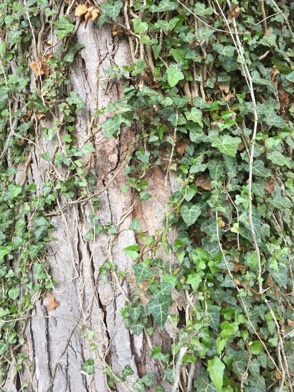 Tree trunk entwined with ivy 
