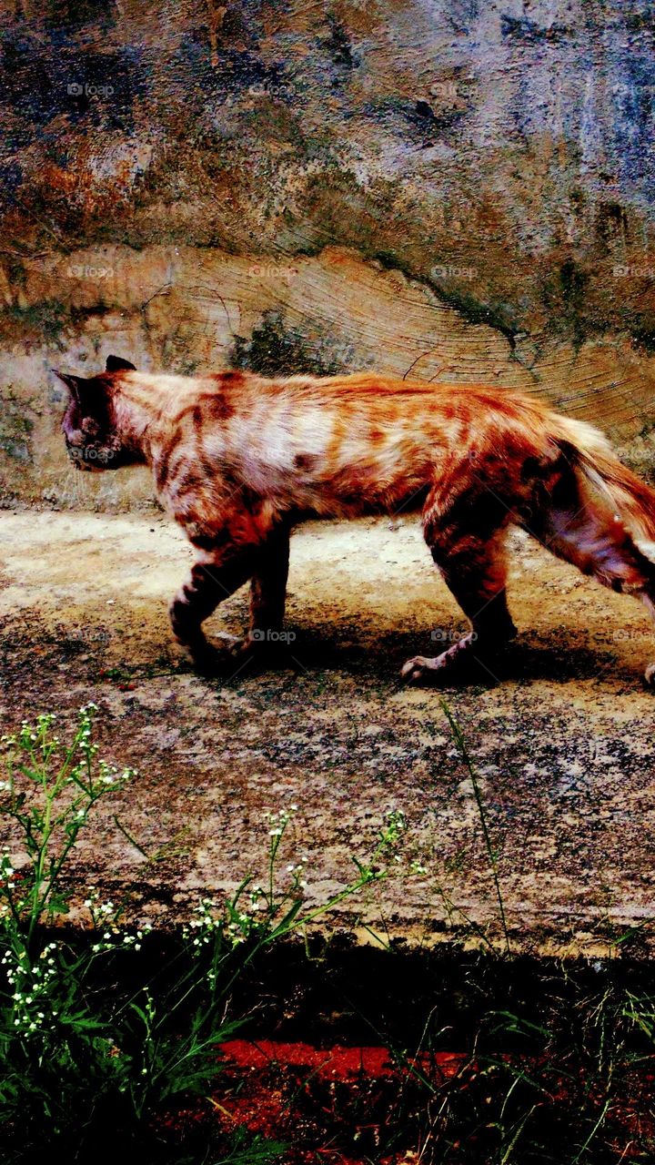 el gato impresionista.1