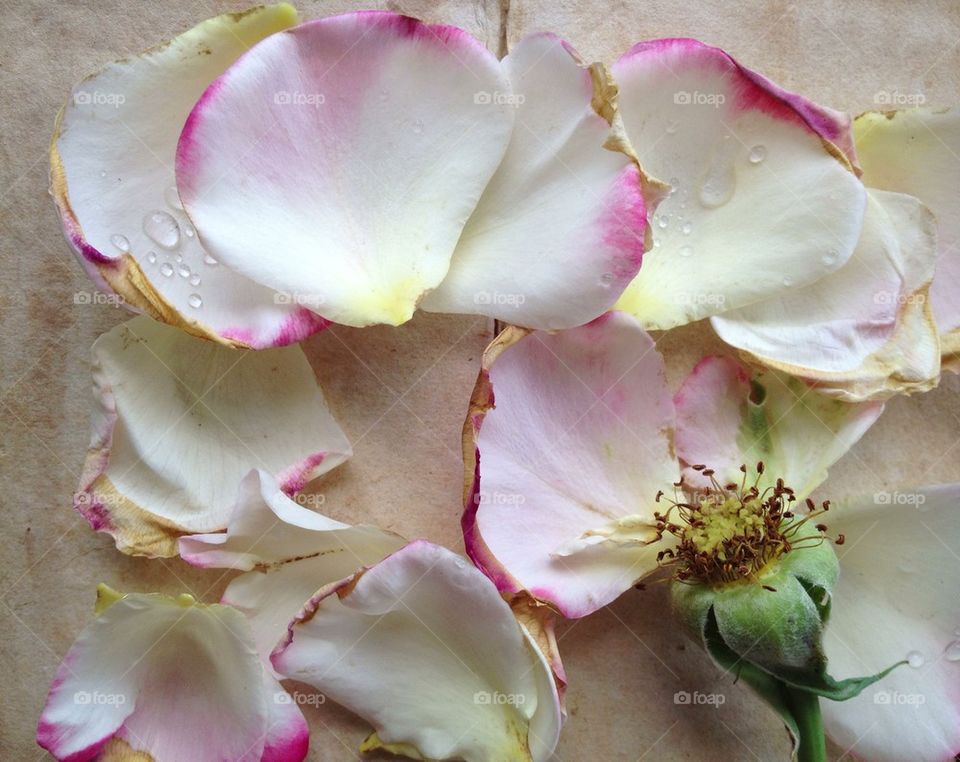 Rosé with fallen petals