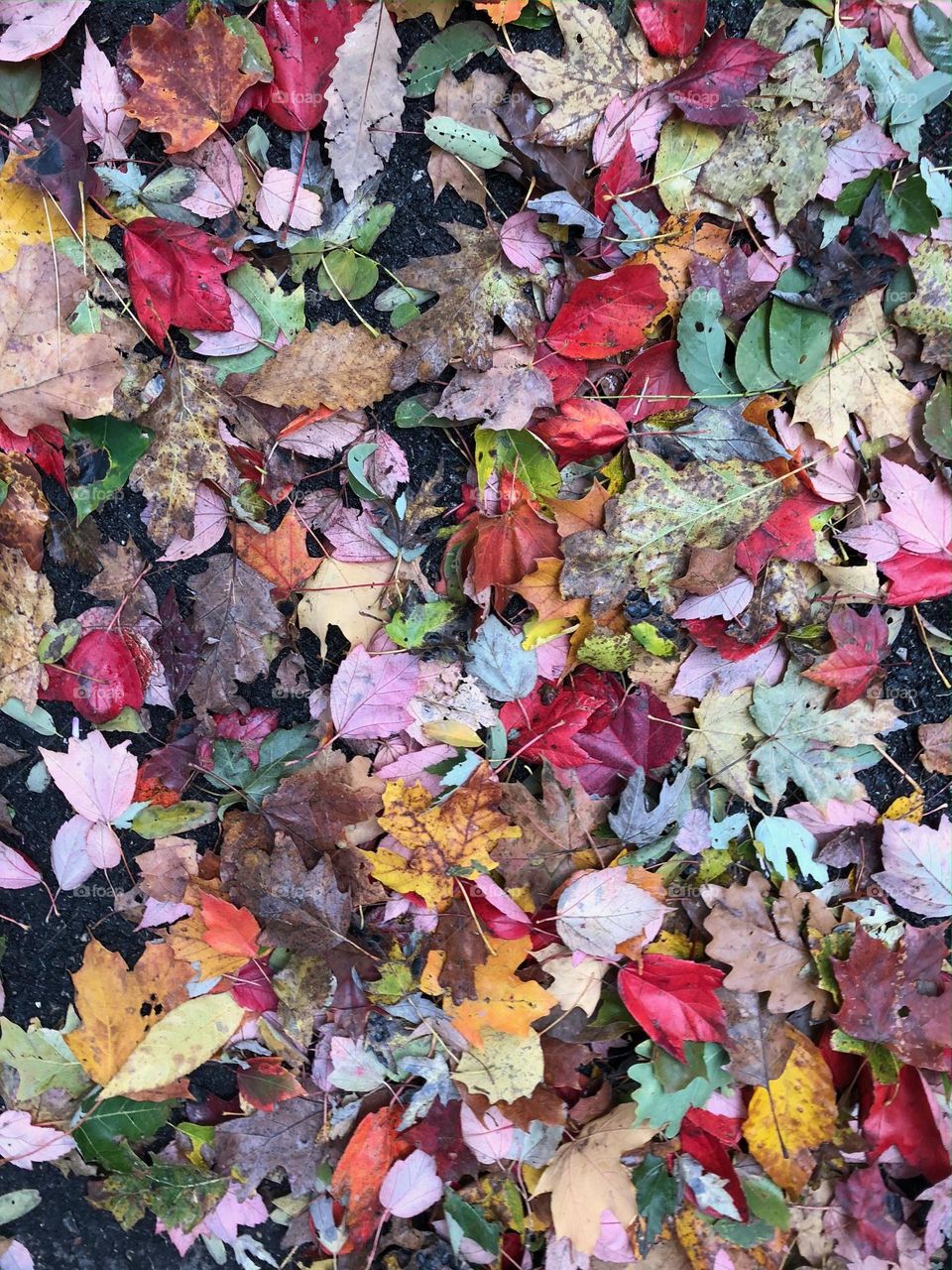 Fall time in the Midwest, leaves all around, colorful leaves on the ground, looking down on a pile of leaves, colorful leaves in a pile, autumn leaves on the grass, beauty of fall time