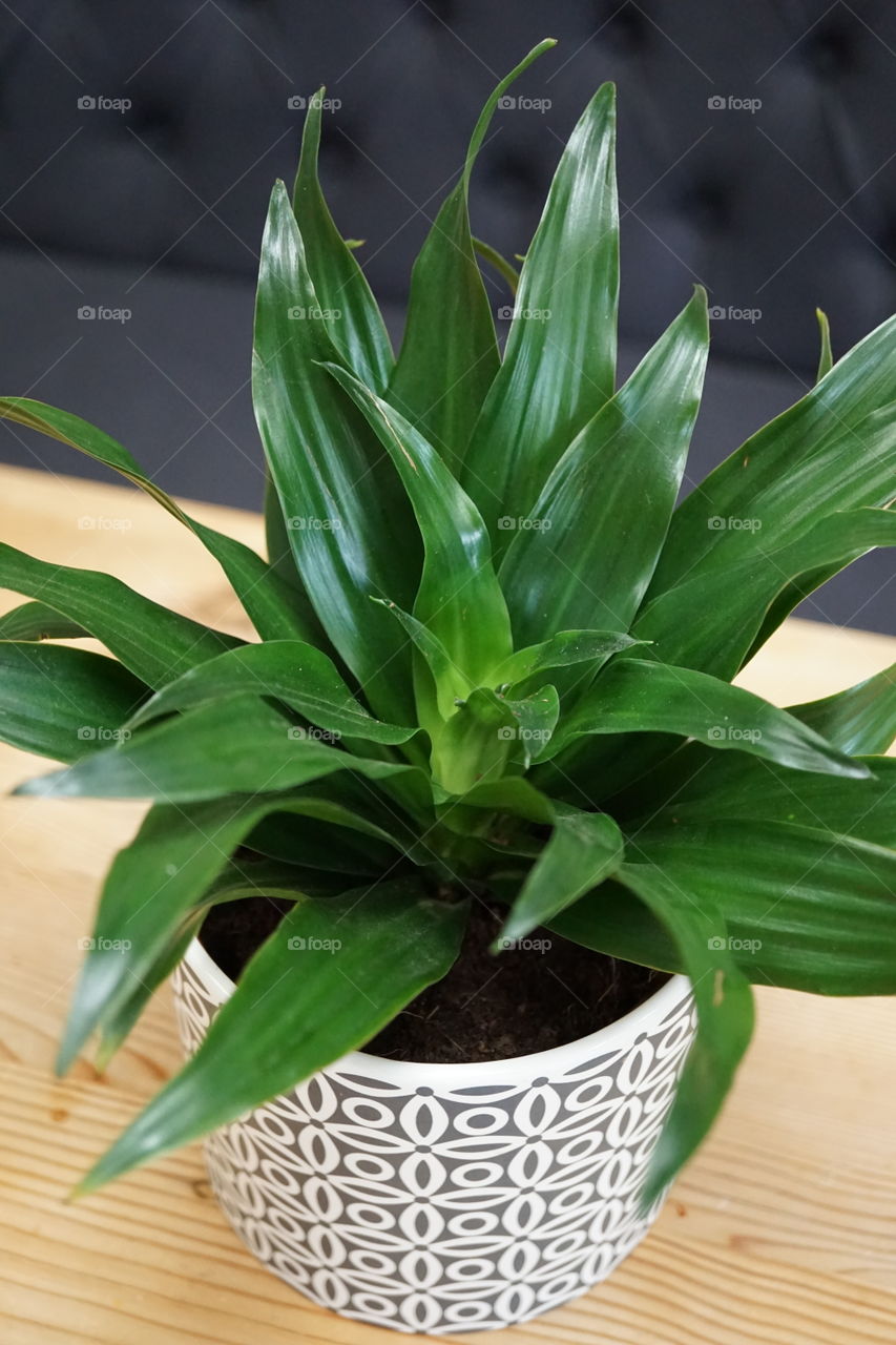 My Potted Plant in the kitchen … not too healthy atm had a few knocks and leaves are a little bit tatty but it’s still surviving !