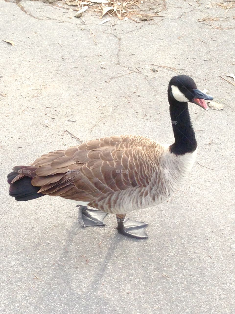 Goose At Central Park