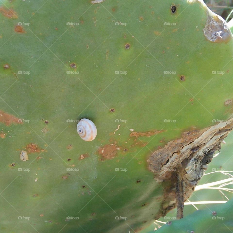 Beautiful white snail on cactus