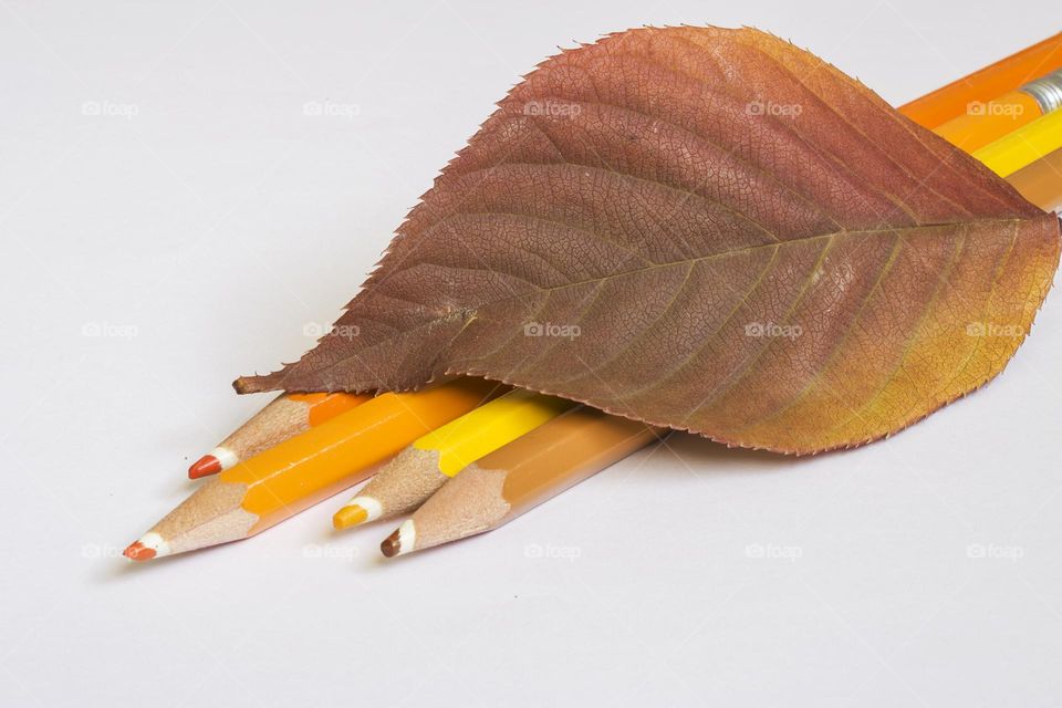 Colour of autumn. Pencils with autumn colours and autumn leaf