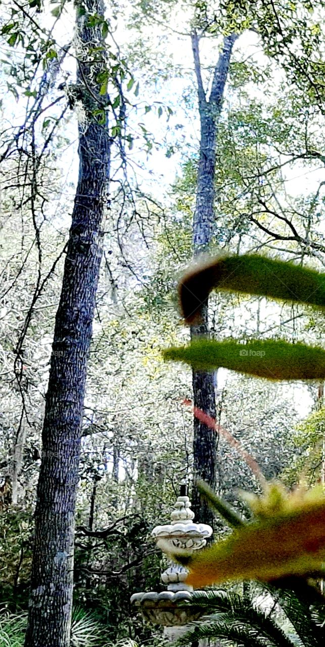 fountain among the trees