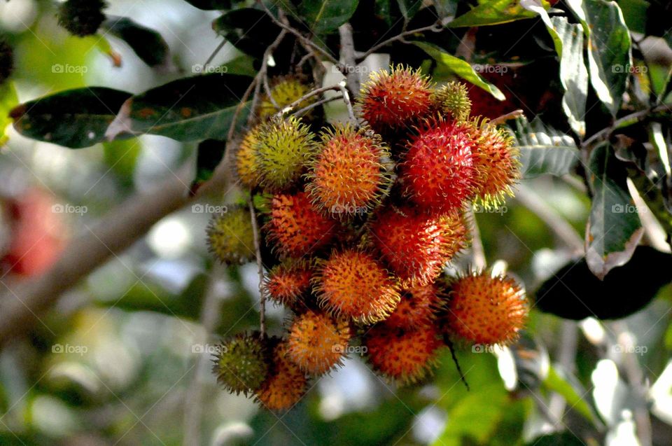 --Rambutan ....