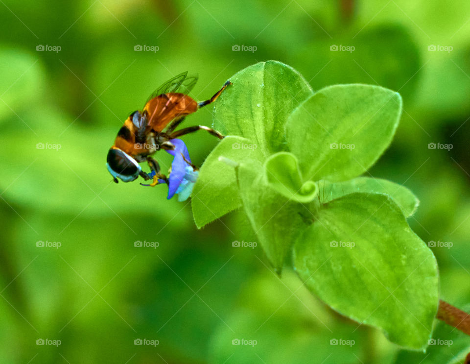 Honey bee  - green leaf