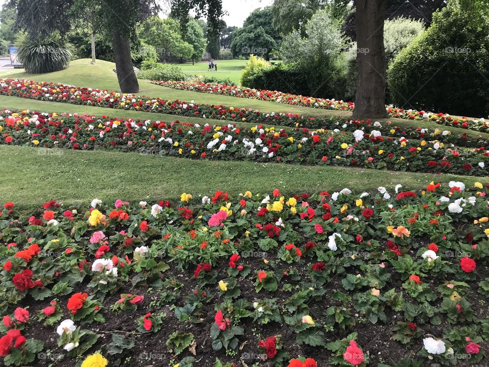 The parks department have done a superb job with this lovely floral display in one of the local parks in South Devon. 