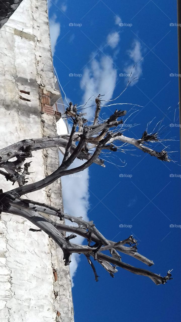 árvore seca sem folhas