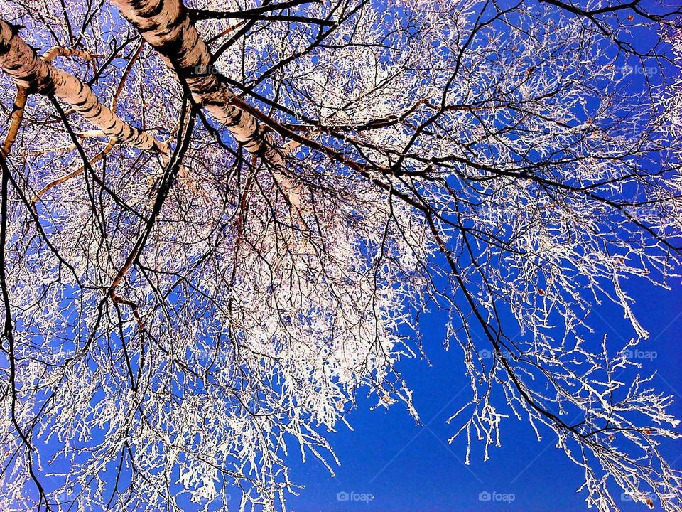 Winter tree