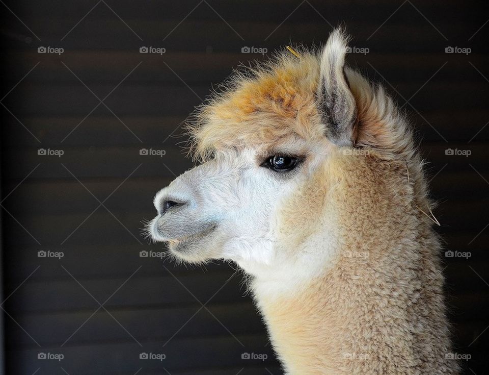 Alpaca