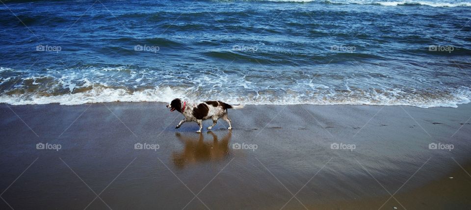 English Springer Spaniel in The Ocean