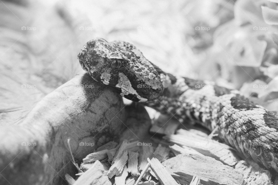 dangerous snake in terrarium