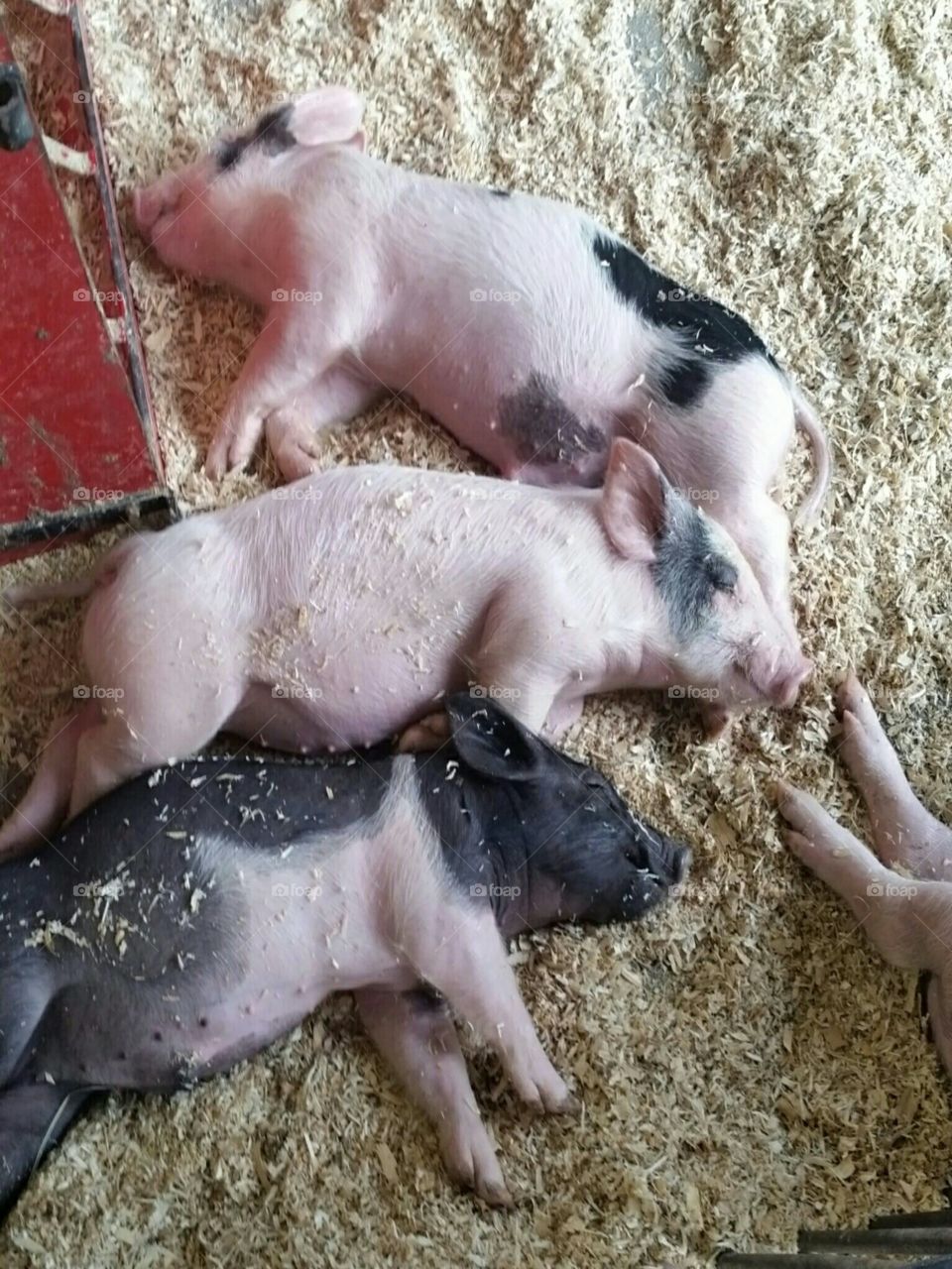 piglets at the fair