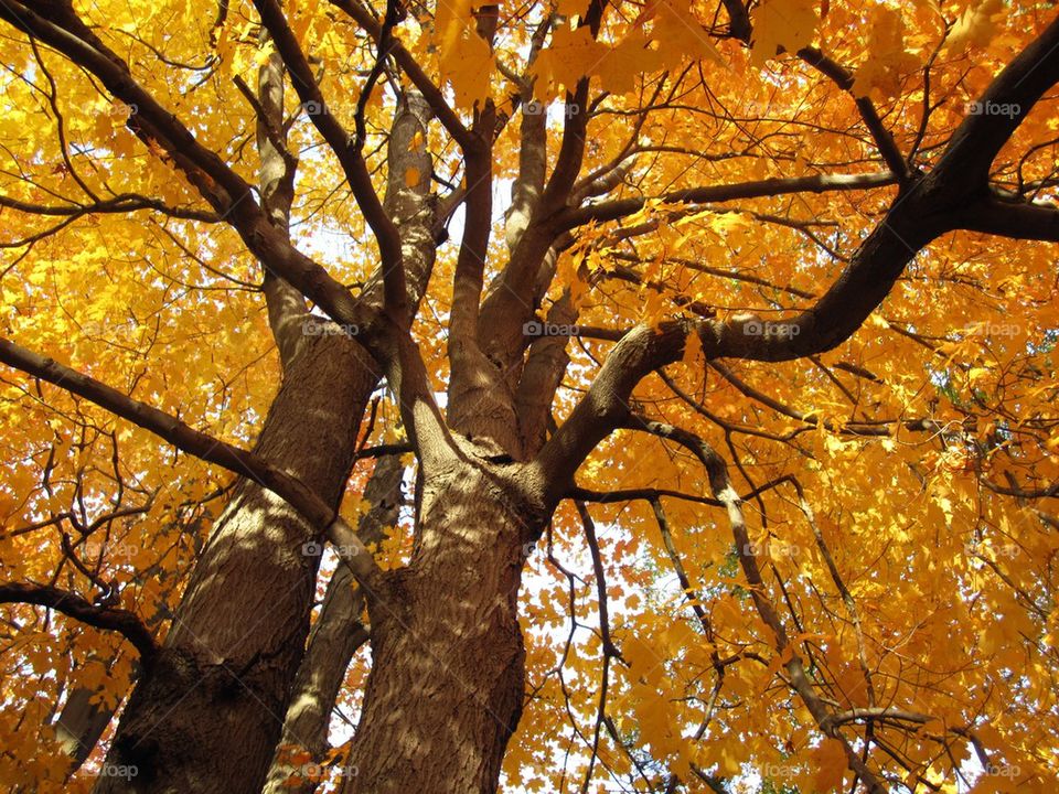 New England fall foliage