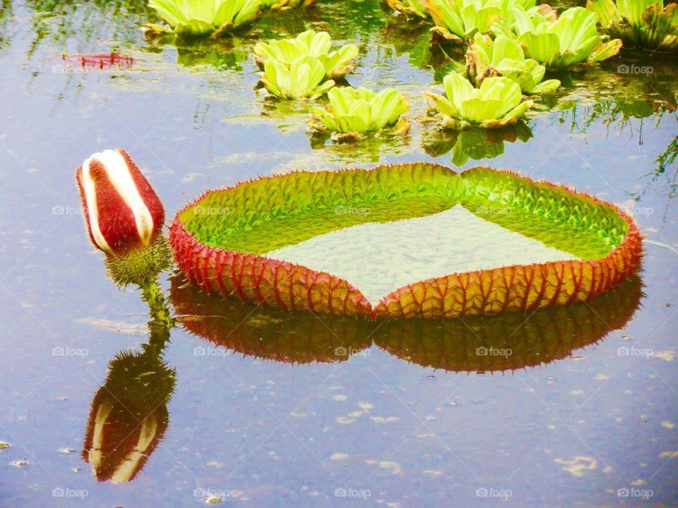 plants of the Amazon forest