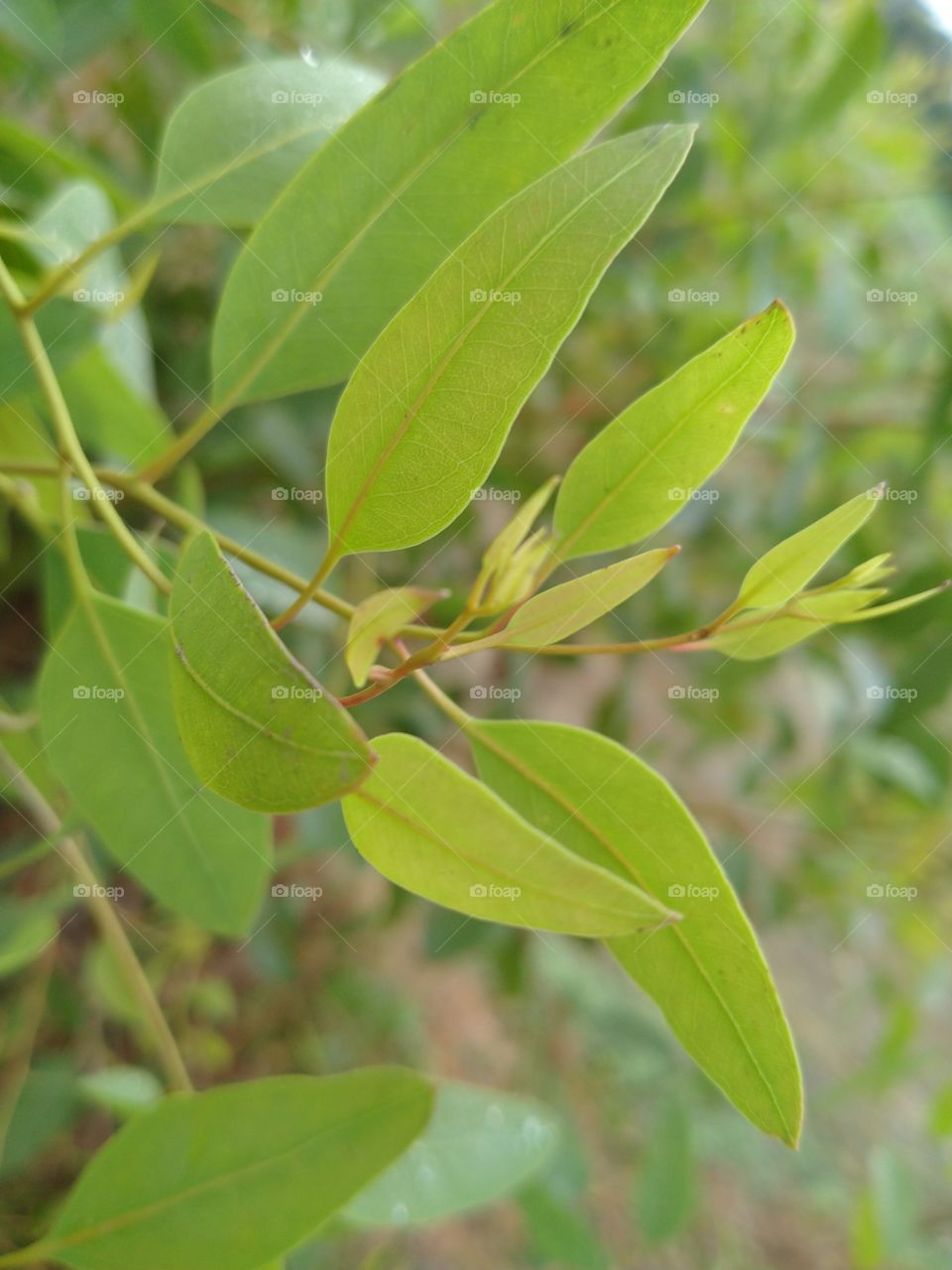 it is a gulsatik tree