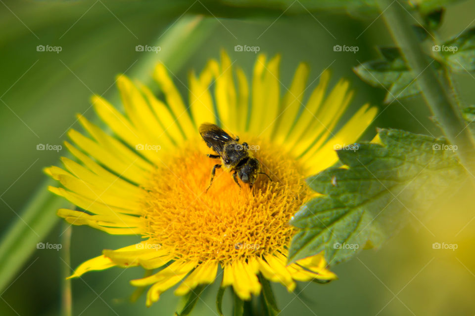 Nature, Bee, Insect, Honey, Pollen