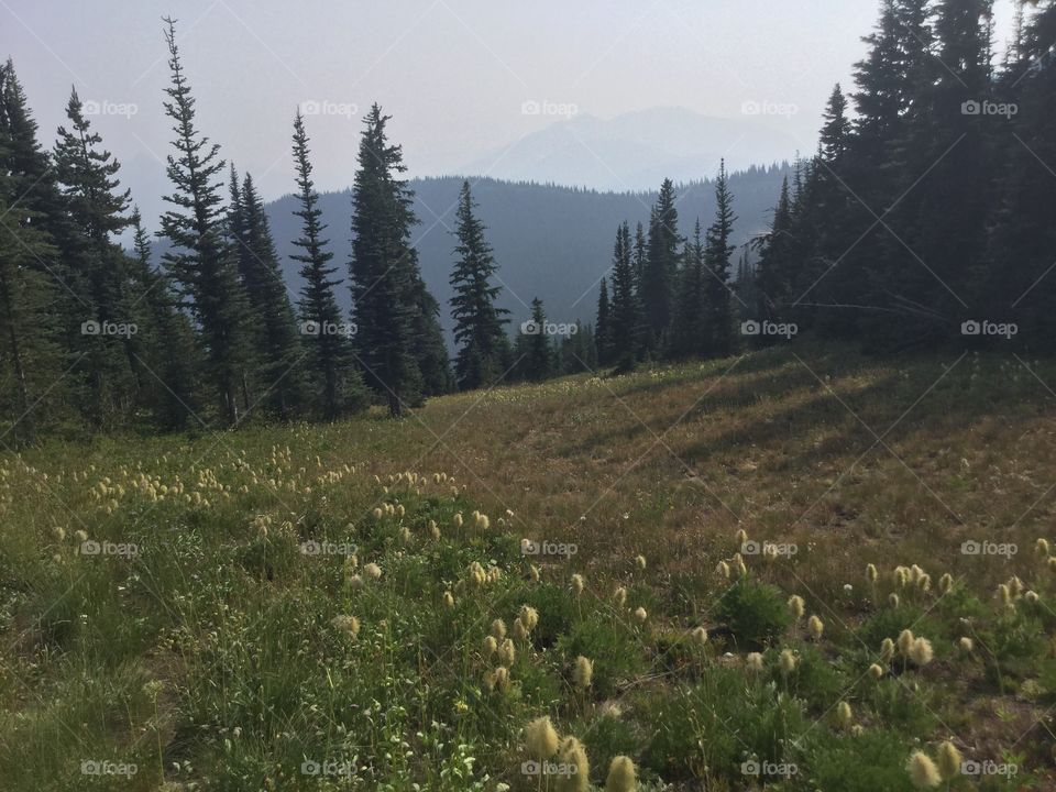 Mountainside of Manning Park, British Columbia, Canada 