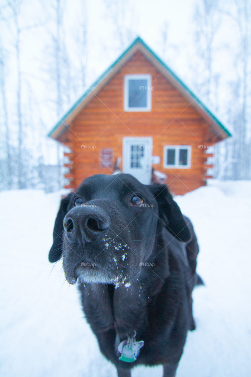 Black dog in the snow outside a snowy cabin in the winter 