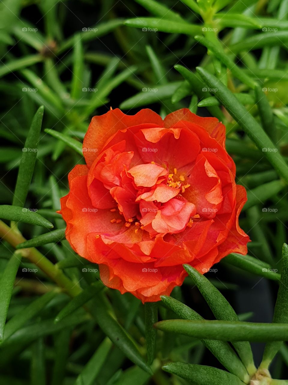 the Portulaca Grandiflora