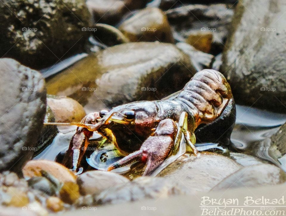 Crawfish